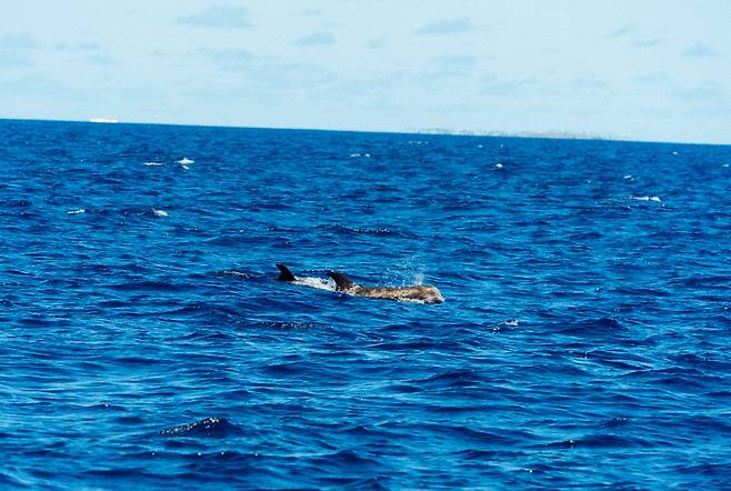 춤추듯 헤엄치던 거두고래들. 멀리서 보면 돌고래를 닮았다