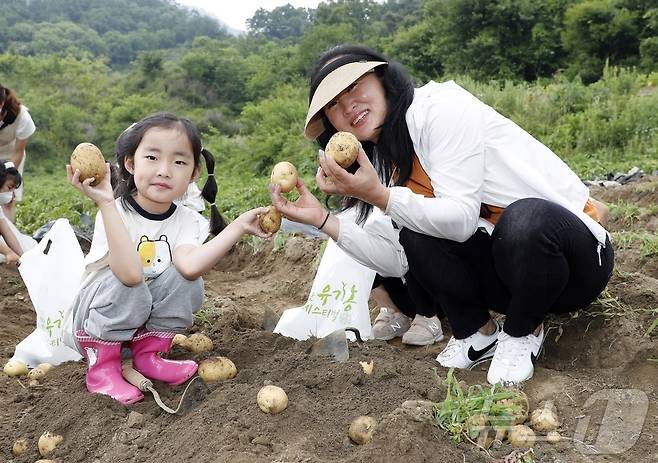 감물감자축제 감자캐기 체험.(괴산군 제공)/뉴스1