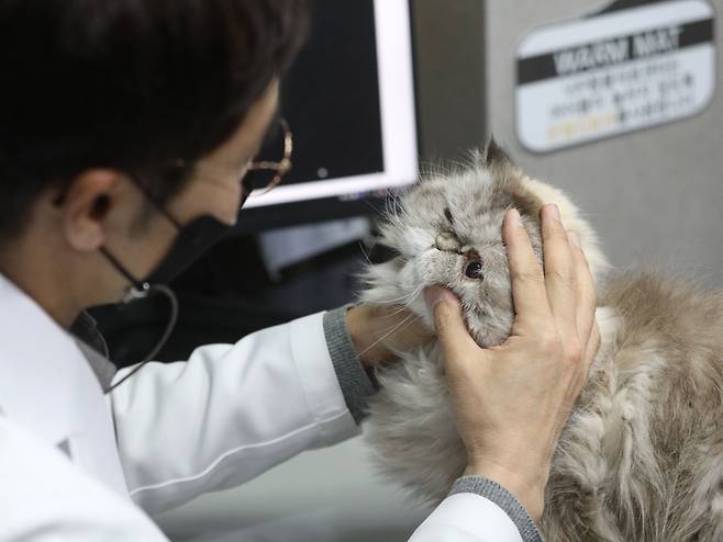 서울의 한 동물병원에서 수의사가 반려동물을 진찰하고 있다. /뉴스1