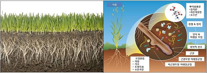 왼쪽부터 뿌리 인근인 '근권'의 모식도와 근권 인근에서 발생하는 미생물 상호작용(농촌진흥청 '함께 사는 미생물, 마이크로바이옴' 보고서 갈무리)