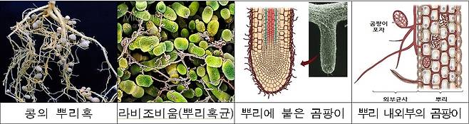 식물과 밀접한 관계에 있는 미생물 사례(농촌진흥청 '함께 사는 미생물, 마이크로바이옴' 보고서 갈무리)