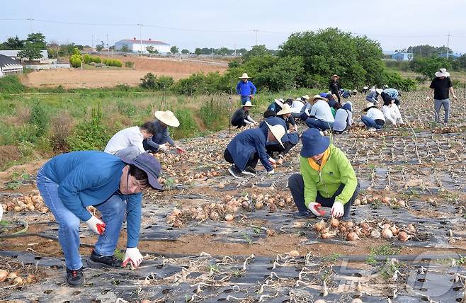 고광완 광주시 행정부시장과 이상갑 문화경제부시장 등 공직자들이 6일 오전 무안군 운남면 소재 농가를 방문해 양파수확 일손돕기를 하고 있다.(광주시 제공)2024.6.6/뉴스1