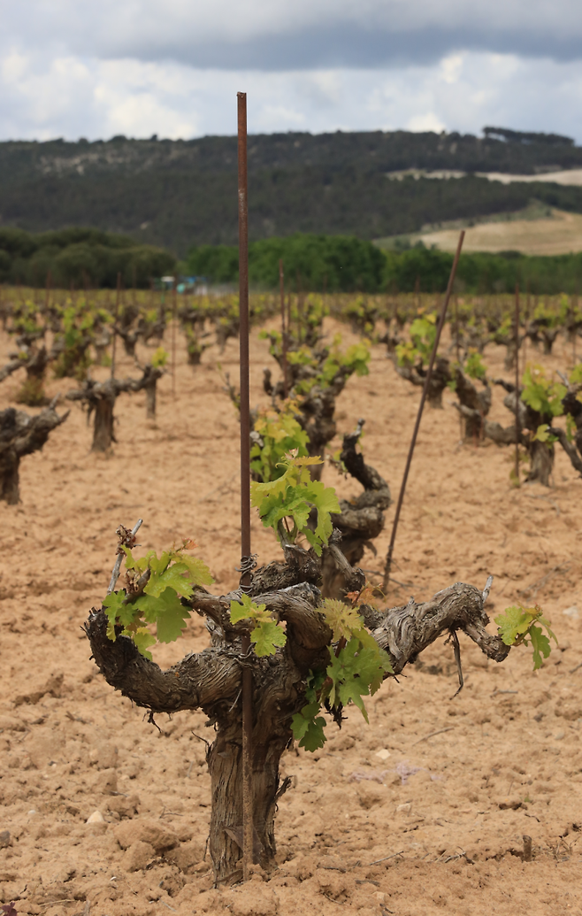 베가 시실리아의 '틴토 피노(Tinto Fino)'[사진=구은모 기자]