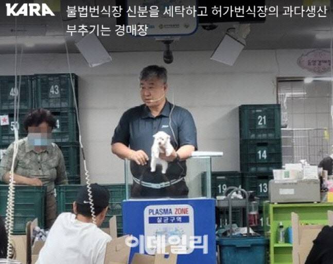 개 경매장의 모습(사진=동물권행동 카라)