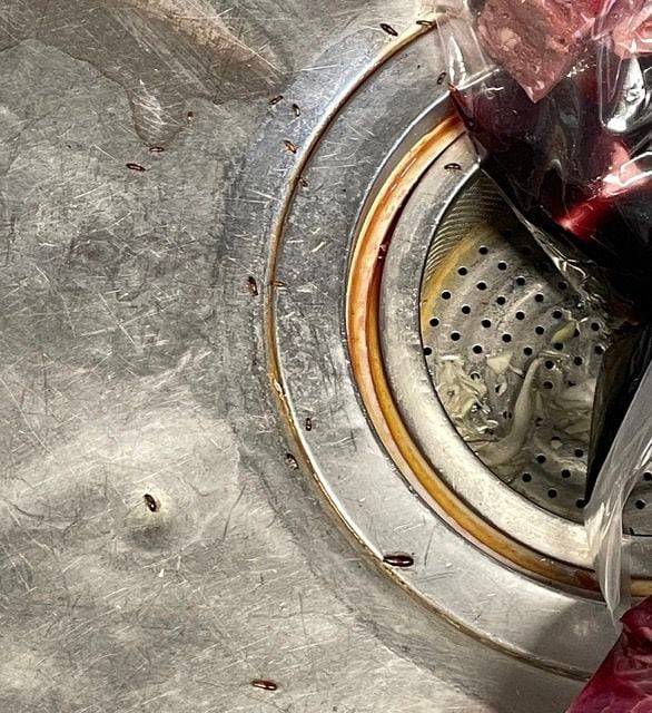 부산의 한 백화점 내 식당 주방에서 새끼 바퀴벌레를 목격했다는 네티즌의 주장이 나왔다. /자영업자 커뮤니티 '아프니까 사장이다'