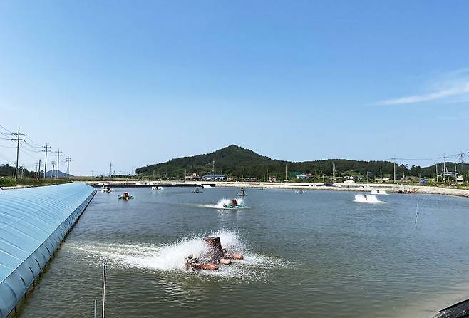 [신안=뉴시스] 왕새우 양식장. 전세계 수산물 포획량보다 양식 생산량이 인류 역사상 처음으로 2022년 역전됐다고 유엔 식량농업기구(FAO)가 7일(현지시각) 발표했다.  *재판매 및 DB 금지