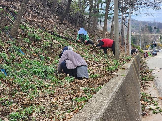 충북 괴산군 청천면 덕사리 구절초 마을 주민들이 구절초를 캐고 있다. 지준용 대표 제공