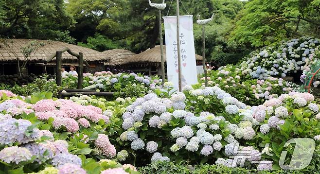 9일 오후 제주 서귀포시 표선면 제주민속촌에 여름꽃의 여왕이라 불리는 수국이 피어 관람객들의 눈길을 사로잡고 있다.2024.6.9/뉴스1 ⓒ News1 고동명 기자