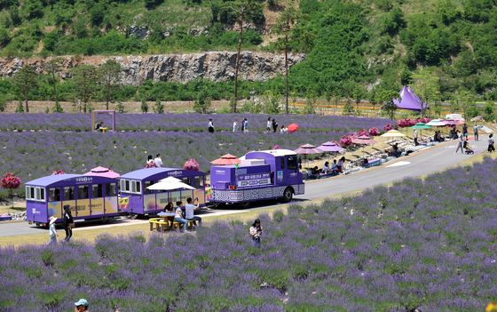 A purple bus train passes by the people at the lavender festival at Mureung Byeolyucheonji in Donghae, Gangwon, on Sunday. The 21,000-square-meter (1,950-square-foot) garden, a large natural area on the site of an abandoned mine, is filled with the vibrant purple lavender, Mexican bush sage and ivy. Around 173,000 snapdragons and verbenas are also planted in nearby flower gardens, resembling a gigantic botanical garden. The festival is open until June 23. [YONHAP]