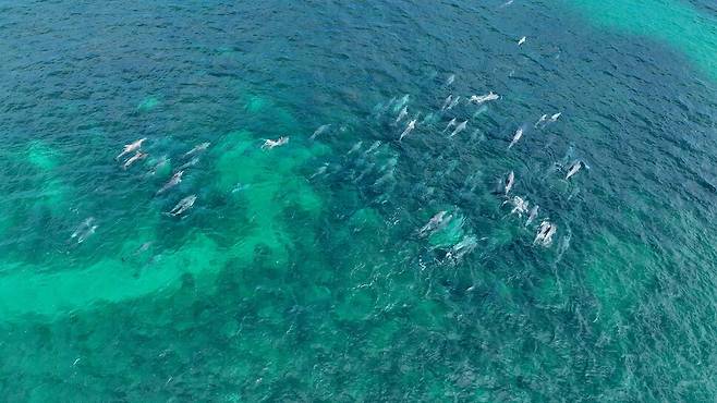 남방큰돌고래 100여 마리가 무리 지어 유영하는 모습. 다큐제주 제공