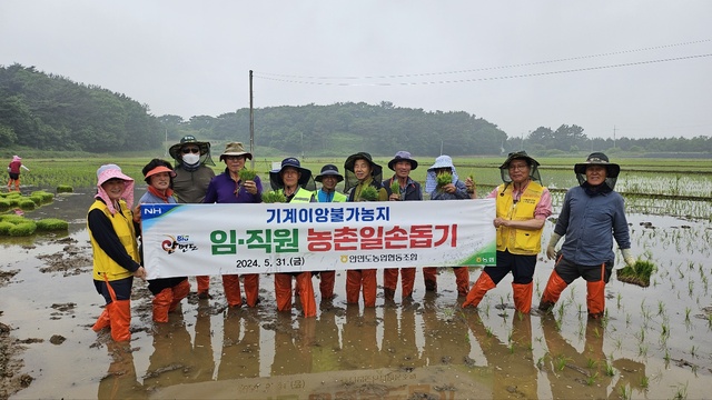 충남 태안 안면도농협 임직원들이 5월31일 기계이앙이 불가능한 박모씨 논에서 손 모내기를 하고 있다.