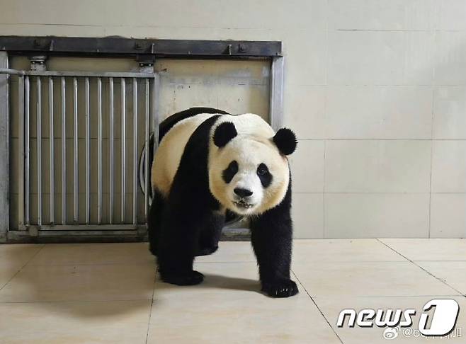 중국판다보호연구센터는 웨이보(微博·중국판 엑스)를 통해 자이언트 판다 '푸바오'가 워룽중화자이언트판다원(臥龍中華大熊猫苑) 선수핑기지(神樹坪基地)의 격리·검역 구역에 들어가는 모습을 공개했다. (중국판다보호연구센터 웨이보 캡처)/뉴스1