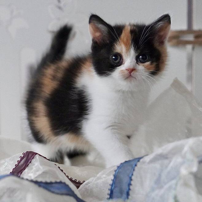 2년간의 고양이 확대.jpg