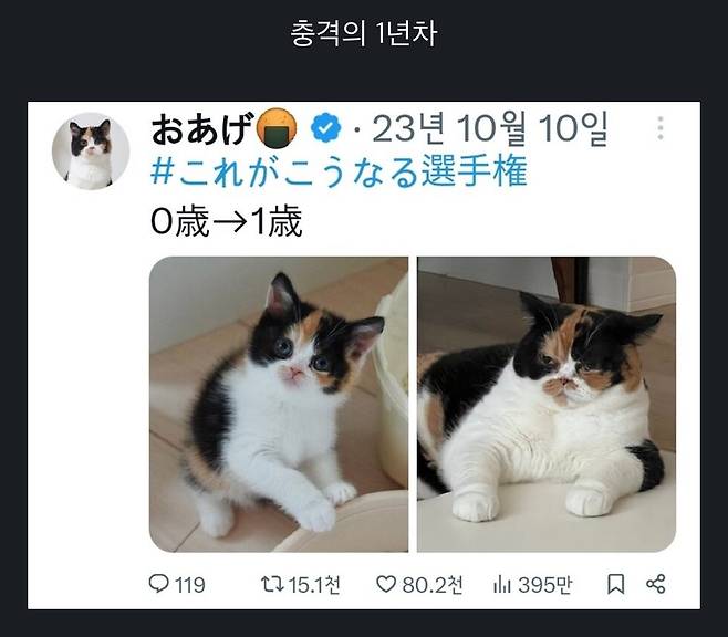 2년간의 고양이 확대.jpg