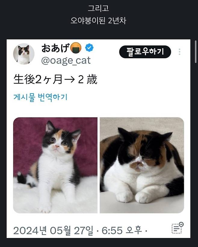 2년간의 고양이 확대.jpg