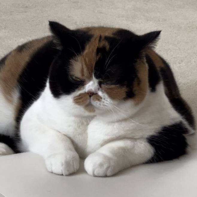 2년간의 고양이 확대.jpg