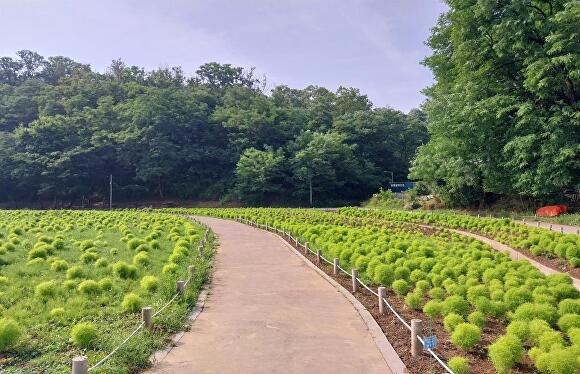 대구 수성구 ‘생각을 담는 길’ 제1코스 금호강길에 위치한 팔현생태공원에 식재된 댑싸리 모습 [사진=수성구]