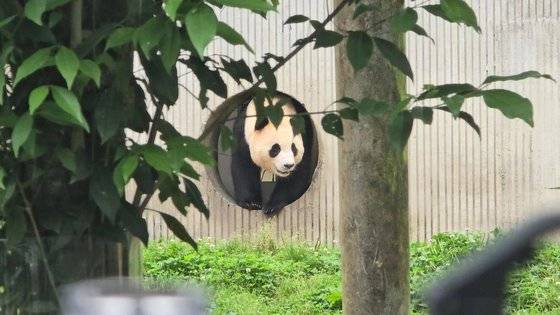 지난 4월 3일 중국에 반환된 자이언트판다 '푸바오'가 71일 만인 12일 쓰촨성 판다기지에서 대중에 공개됐다. 푸바오는 이날 오전 9시39분(현지시간) 쓰촨성 워룽중화자이언트판다원(臥龍中華大熊猫苑) 선수핑기지(神樹坪基地) 야외 방사장에 모습을 드러냈다. 워룽=이도성 특파원