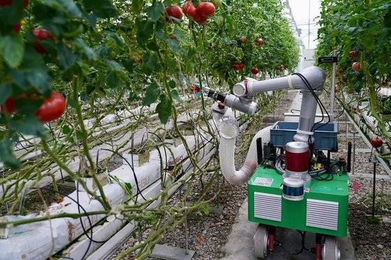 5일 장쑤성 농업과학원 스마트 농업 혁신팀이 연구개발한 수확 로봇이 토마토를 따고 있다. 신화통신