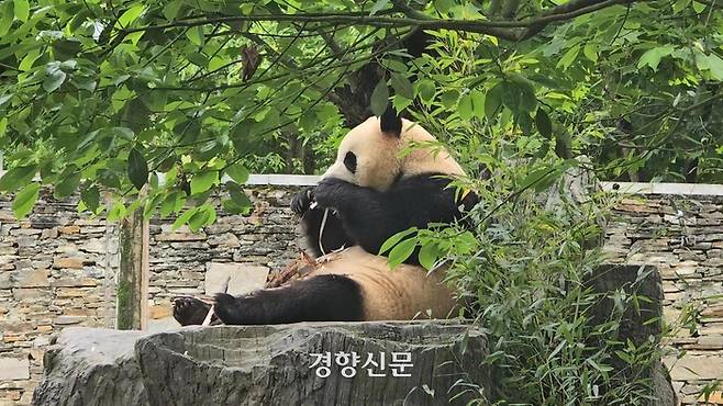 중국 쓰촨성 워룽 선수핑 판다기지가 12일 푸바오를 대중에 공개했다.  베이징특파원 공동취재단