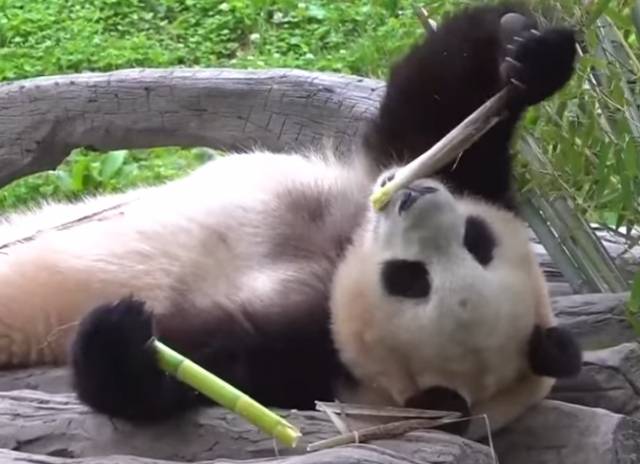 지난 4월 중국으로 반환된 지 2개여월 만인 12일 오전 대중에 공개된 자이언트판다 푸바오. SBS 보도화면 캡처