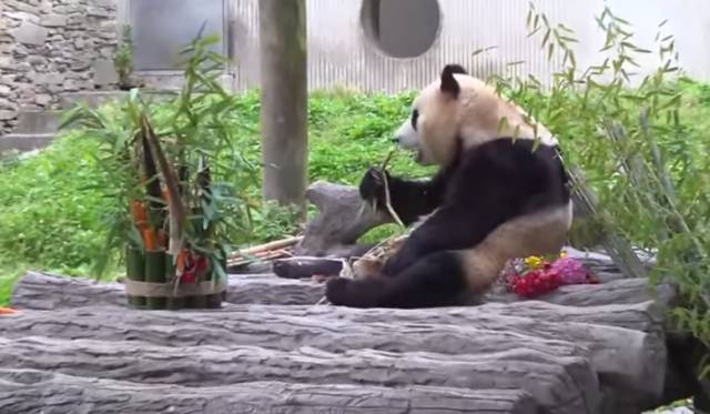 지난 4월 중국으로 반환된 지 2개여월 만인 12일 오전 대중에 공개된 자이언트판다 푸바오가 죽순을 먹고 있다. SBS 보도화면 캡처
