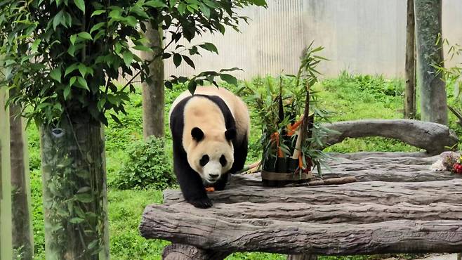 12일 중국 반환 이후 대중에 첫 공개된 푸바오./사진=특파원 공동취재단
