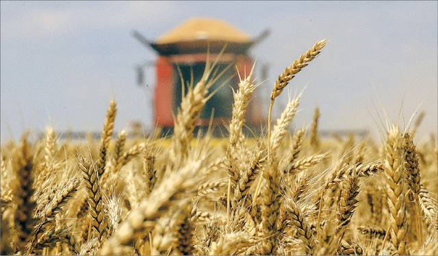 러시아 볼고그라드지역 밀 재배농장 모습. 사진은 기사의 특정 내용과 관련 없음. TASS연합뉴스