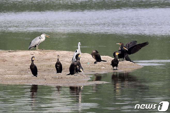 가마우지 자료사진. ⓒ News1