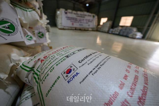 지난 3월 농촌진흥청 해외농업기술개발사업(KOPIA) 가나 센터를 통해 추진 중인 가나 벼 종자생산단지 조성 패키지 사업 첫해의 성공적인 종자 생산을 기념하고 생산된 벼 보급종 300t을 가나 농식품부(MOFA)에 인계하기 위한 행사를 다웬야(Dawhenya) 사업지에서 열었다. 우리 통일벼를 현지에 맞게 품종을 개량해 주목을 받았다. ⓒ데일리안 배군득 기자