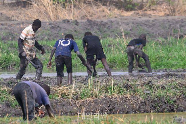 감비아 주민들이 우기가 오기 전 모내기 작업을 하고 있다. ⓒ데일리안 배군득 기자