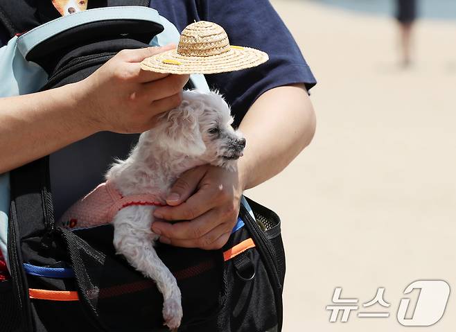 무더위가 이어진 14일 오후 부산 수영구 광안리해수욕장을 찾은 한 시민이 반려견에게 모자로 햇빛을 가려주고 있다. 2024.6.14/뉴스1 ⓒ News1 윤일지 기자