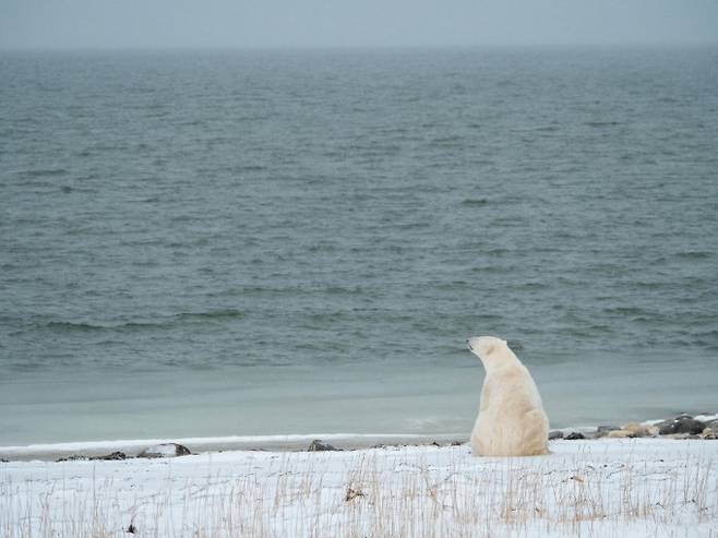 북극곰이 해빙이 없는 계절에 해안가에 앉아 있다. Kt Miller/Polar Bears International 제공