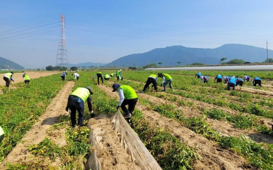 경북농협 관계자들이 14일 경북 고령군 농가에서 일손돕기를 하고 있다(경북농협 제공)