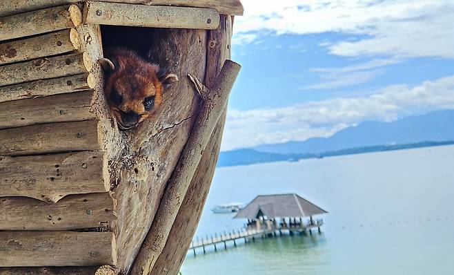 코타키나발루 가야섬의 가야 아일랜드 리조트에 살고 있는 붉은 하늘 다람쥐 '요마'. 낮에는 바다가 한 눈에 내려다보이는 집에서 얼굴만 쏙 빼놓고 눈을 껌뻑이거나 잠을 자곤 한다. /코타키나발루=이미지 기자