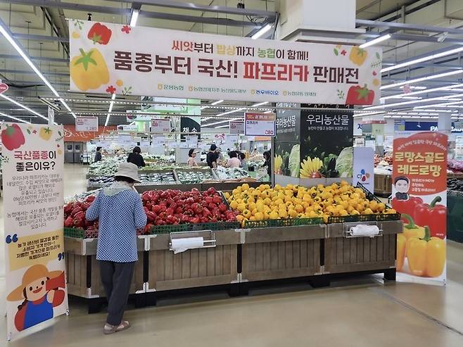 사진=농협경제지주가 16일까지 하나로마트 양재점 등 수도권 일부 매장에서 국산 종자로 재배한 파프리카 기획전을 실시한다. 농협중앙회 제공