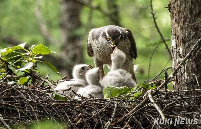 "이번엔 누구 차례지"태어난지 얼마안된 참매 새끼들에게 어미가 부드러운 부분을 골라 차례대로 먹이고 있다. 새끼들은 둥지에서 성장하면서 자연스럽게 힘이 센 순서대로 서열이 정해진다. 알을 품어서 둥지를 벗어나기까지 부모 새의 희생과 강자 우선의 법칙에서 살아남아야하는 새끼들의 치열한 경쟁을 관찰하다 보면 생명의 소중함과 함께 대자연의 질서에 대해 고개가 숙여진다.