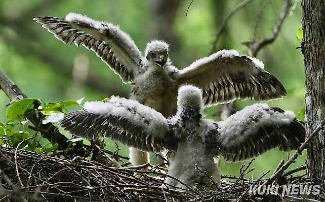 '아무리 형이라도 못참아'배가 고픈 동생은 형이 먹이를 거의 다 먹어가자 형에게 싸움을 걸고 있다.