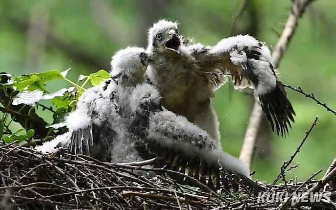 ‘동생 공격 좀 받아봐’아무리 형이지만 조금이라도 남겨줘야하는거 아냐!