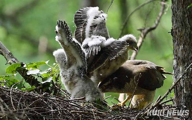 '일단 떼어놔야지'어미참매가 몸싸움을 벌이고 있는 자식들 사이를 파고 들면서 싸움을 말리고 있다.