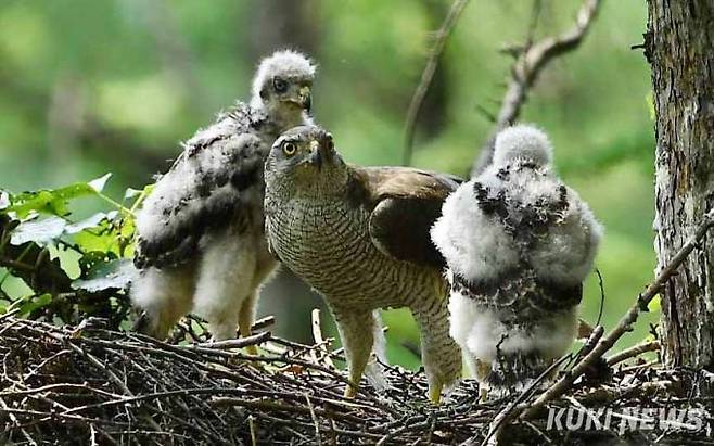 '내가 잠시도 쉬지를 못해요'새끼들의 싸움을 겨우 뜯어말린 어미 참매, 새끼들은 그래도 분이 풀리지않는 듯 서로를 노려보고 있다.