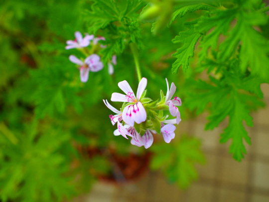 천연 모기퇴치식물인  구문초는 봄 여름에 꽃이 피는 대표적인  여름식물로. 분홍색 흰색으로 관상용으로도 인기다. 농촌진흥청 홈페이지 캡처