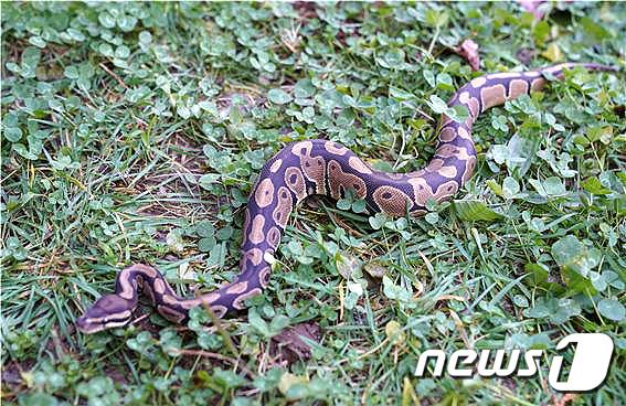 공비단뱀(Ball Python·볼 파이톤). (사진은 기사 내용과 무관함) / 뉴스1 ⓒ News1