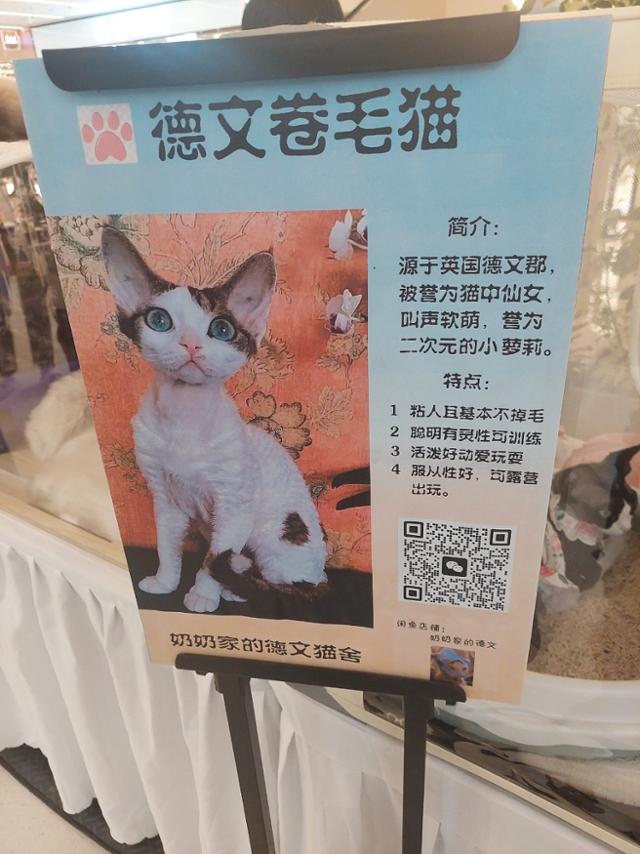 8일 중국 베이징 차오양구의 한 쇼핑몰에서 열린 고양이 박람회에 걸린 팻말. 판매를 위해 내놓은 고양이의 특징들이 설명돼 있다. 베이징=조영빈 특파원