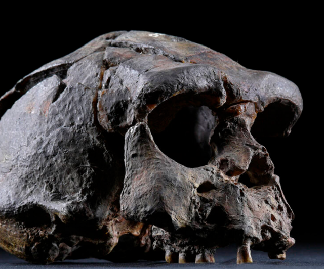 상기란 화석 중 가장 유명한 호모 에렉투스 17호 두개골 복제품. 튀어나온 눈두덩, 낮고 경사진 이마, 큰 눈구멍 등이 특징이다. 130만 년 전의 것으로 추정된다.