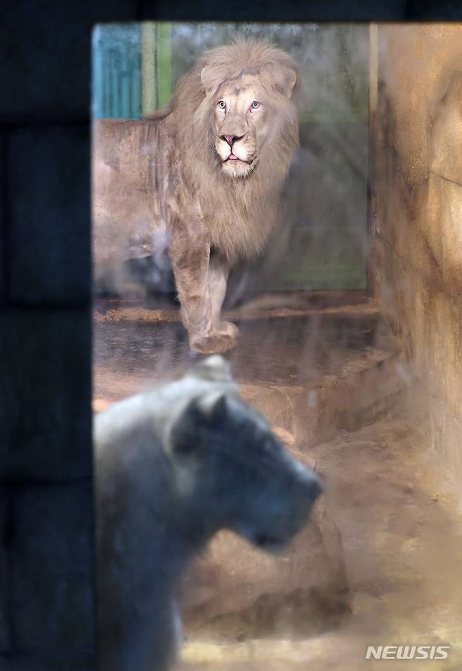 [대구=뉴시스] 이무열 기자 = 폐업한 실내 동물원에 방치됐던 백사자가 대구 달성군 네이처파크 동물원으로 옮겨진다. 사진은 17일 대구 수성구의 한 실내 동물원에 있는 백사자가 네이처파크로 옮겨지기 전 모습. 2024.06.17. lmy@newsis.com