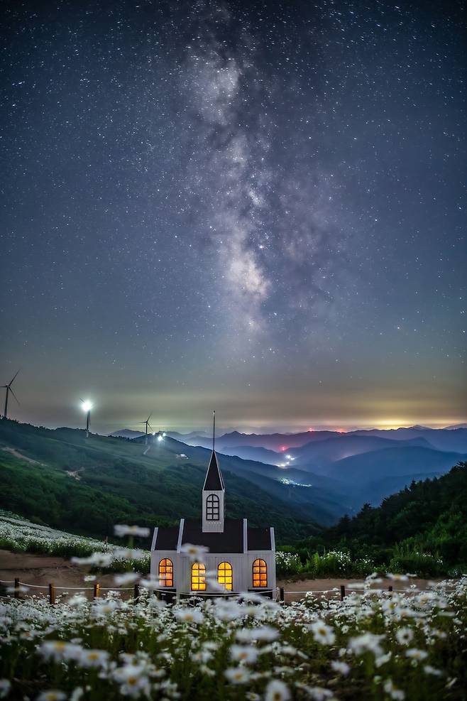 청옥산 육백마지기 해발 1200m 고원에 만개한 샤스타데이지 위로 은하수가 보이고 있다. /박상훈 기자