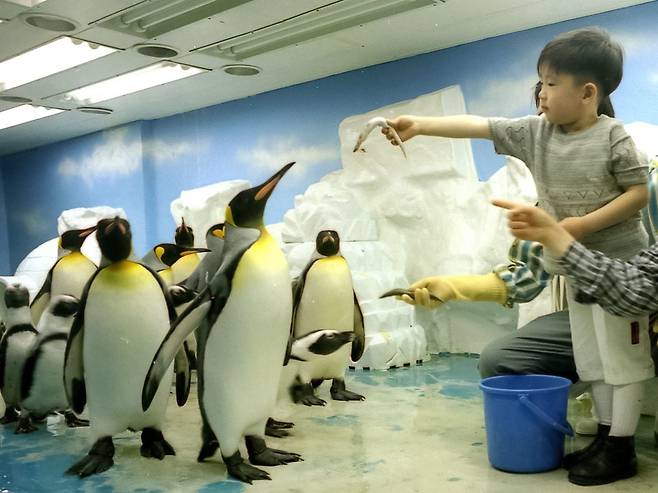 아쿠아플라넷63에서 한 아이가 펭귄 먹이주기 체험을 하고 있다. /아쿠아플라넷63