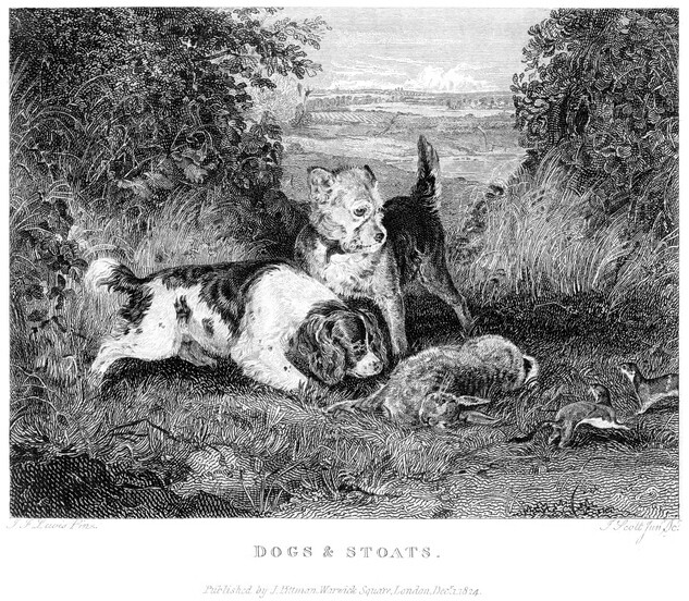 ‘악마견’이라 불리는 세 견종은 모두 과거에는 쥐잡이 혹은 토끼, 새 사냥을 돕던 개들이다. 사진은 1825년 토끼 사냥을 돕고 있는 코커스패니얼의 모습. 게티이미지뱅크