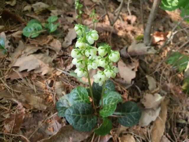 ▲&nbsp;노루발풀